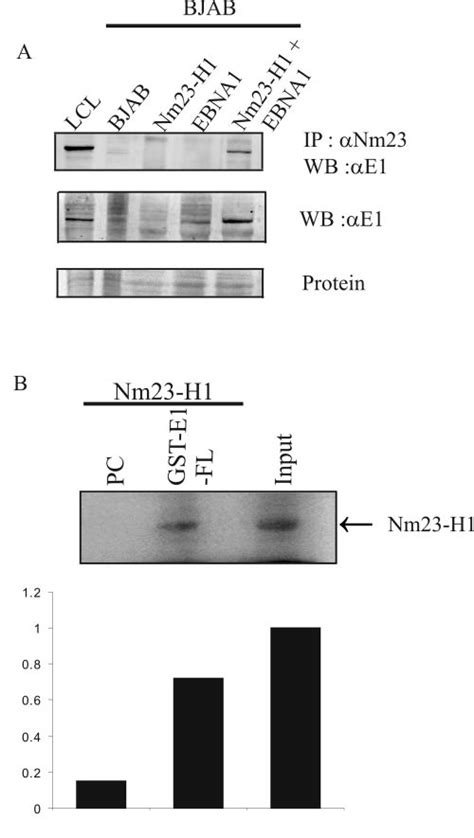 Ebna1 Coimmunoprecipitates With Nm23 H1 In Transiently Transfected Bjab