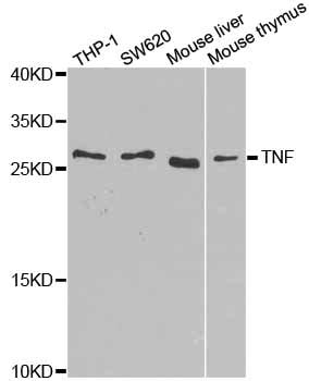 Rabbit Anti Tnf Polyclonal Antibody Absin