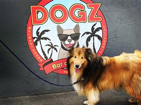 Dog Friendly Bars In Socal Golden State