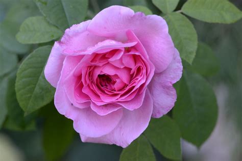 Gertrude Jekyll ® | Rose, rosa, 120 - 350 cm x 80 - 150 cm (David ...