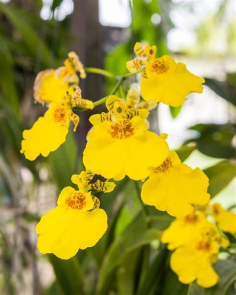 Yellow Oncidium Orchids Yellow Orchids Centerpiece Orchid Flower