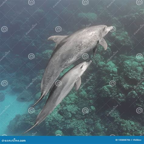 Bottlenose Dolphins Family Mother and Baby Swimming Underwater Stock ...