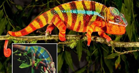 How Do Chameleons Change Colors?