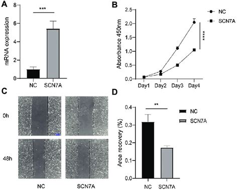 Scn A As A Protective Factor In Lung Cancer Cells A Scn A Mrna