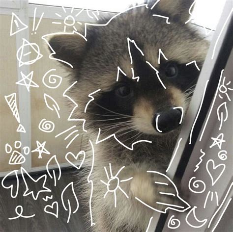 Racoon Therian Pfp 🦝 Nel 2024 Procioni