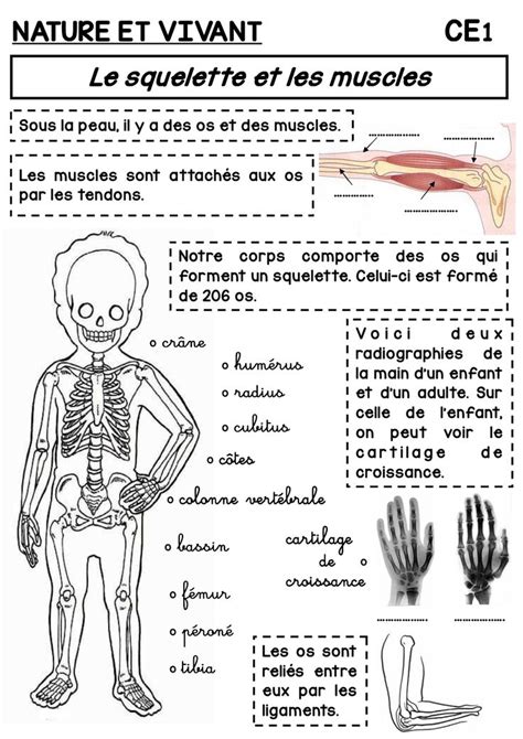 A Diagram Of The Human Body And Its Muscles Including The Skeletal