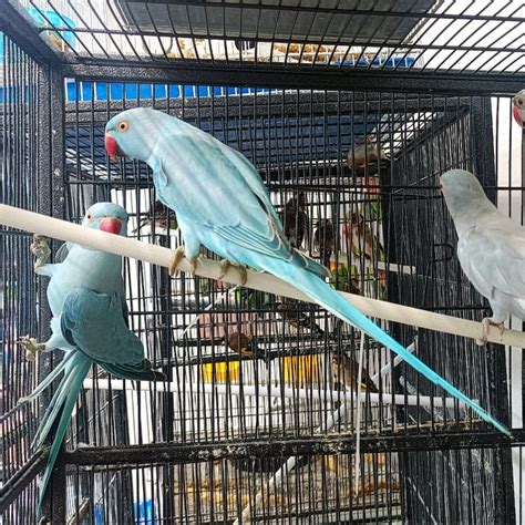 Indian Green Parrot In Cage