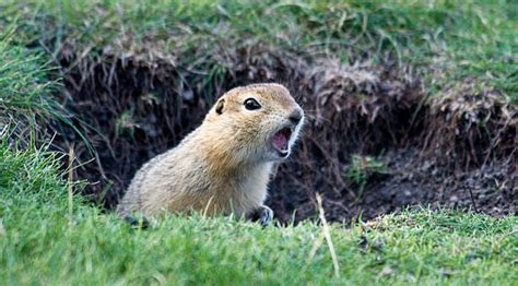 How To Get Rid Of Gophers Forbes Home