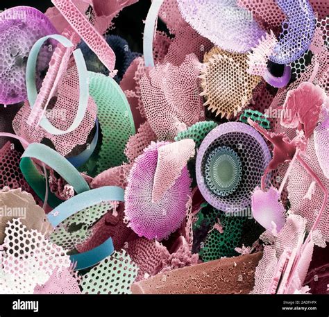 Fossil diatoms. Coloured scanning electron micrograph (SEM) of ...