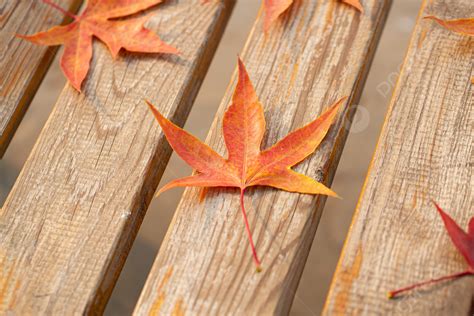 Background Foto Daun Maple Merah Di Kursi Kayu Sastra Dan Seni Jatuh