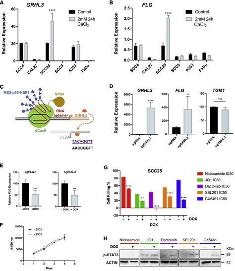 The Functional Grhl3 Filaggrin Axis Maintains A Tumor Differentiation Potential And Influences