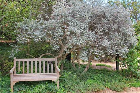 Leucophyllum Frutescens Texas Ranger Is A Rounded Dense Evergreen