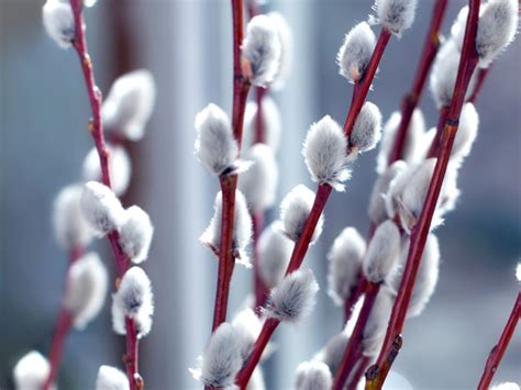 Pussy Willow Salix Discolor 3 Gallon Sag Moraine Native Plant Community