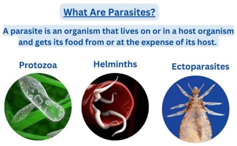 What Are Parasites Classification Mode Of Transmission And Examples