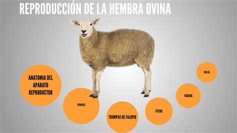 Anatomia Del Aparato Reproductor De La Hembra Ovina By Pamela Bravo On
