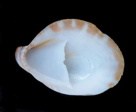 Cup And Saucer Shells And Slipper Limpet Shells Of The Calyptraeidae