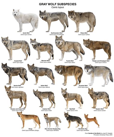 One species, multiple faces. (Wolves images are not proportionate) : r/megafaunarewilding