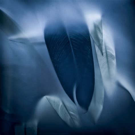 EVERGREEN :: Behance