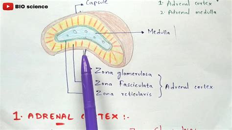 adrenal gland physiology adrenal cortex  adrenal medulla