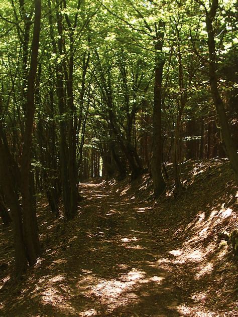 Waldiger Herbst – Im WaldSein