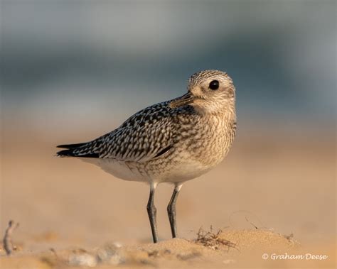 Black Bellied Plover Great Bird Pics