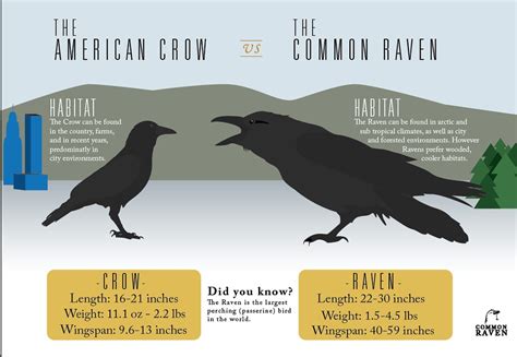 Crows Vs Ravens