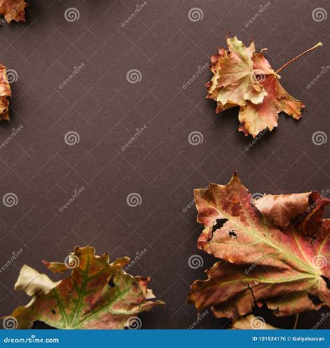 Foliage Maple Leaves on a Brown Background. Stock Photo - Image of fall