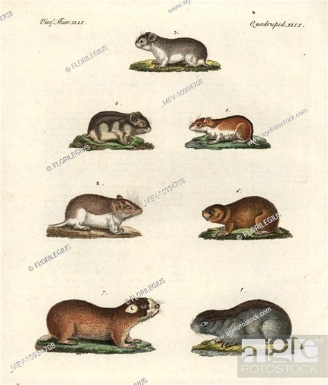 Siberian Mouse Pussy Likosconcept