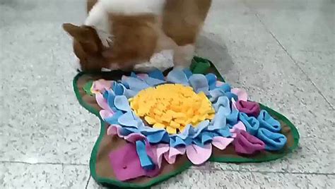 HOT การคาตางประเทศอคอมเมรซขายสงเสอดมสตวเลยงเลยนแบบเสอดมดอกไมสนขและแมวซอน