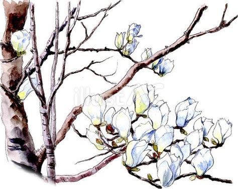 ハクモクレンの花イラスト - No: 23149521／無料イラスト/フリー素材なら「イラストAC」