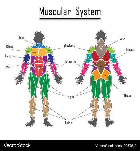 Muscular System Diagram Back