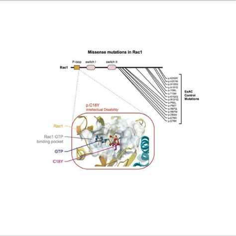 Publications - Herring Lab