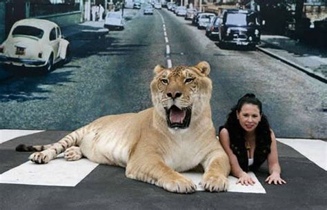 Biggest Of Big Cats Hercules The Liger
