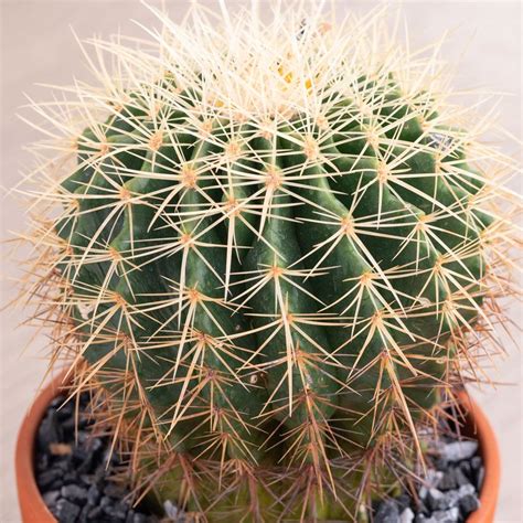 Barrel Cactus Plant Jackson And Perkins