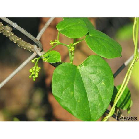 Тиноспора сердцелистная, Гудучи - свойства купить Украина Киев