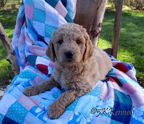 SE South Dakota Pet Posting | Facebook