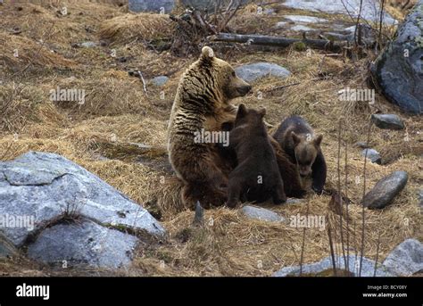 ursus arctos / brown bear Stock Photo - Alamy