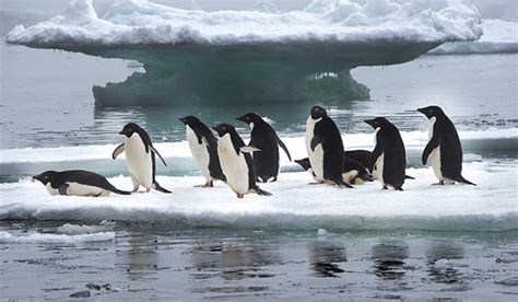south shetland islands istock