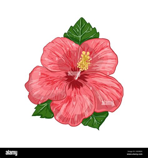 Illustration numérique dessin hibiscus plante sous forme de fleur et de