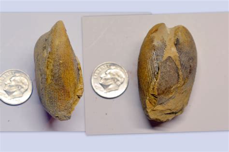 Pelecypod ID - Fossil ID - The Fossil Forum