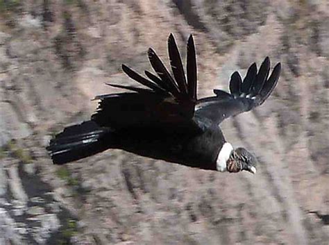 Condor En Plein Vol Oiseaux Animaux Ca On Del R O Colca P Rou