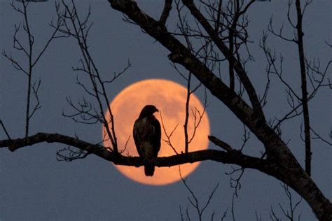 Harvest Moon On Fall Equinox Wont Be Seen Again Until 2029