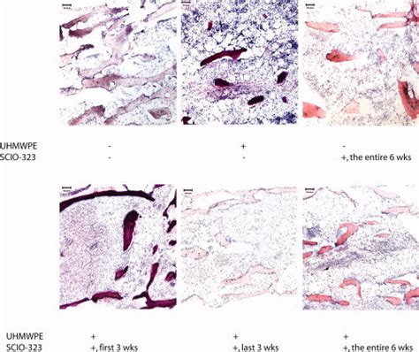 Histology Of Specimens Harvested From Different Treatments A