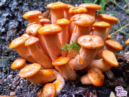 #007: Omphalotus illudens, The Jack-O-Lantern Mushroom – Fungus Fact Friday