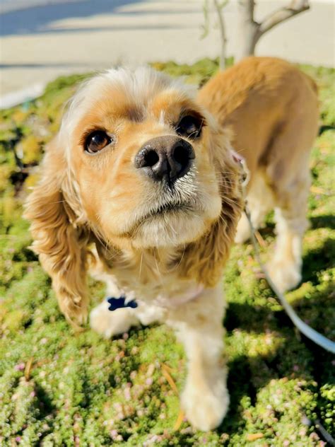 Dogs for Adoption - Cocker Spaniel - Camp Cocker Rescue