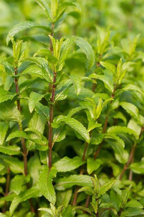 Rarit Ten G Rtnerei Garten Jan Englische Gr Ne Minze Mentha Spicata