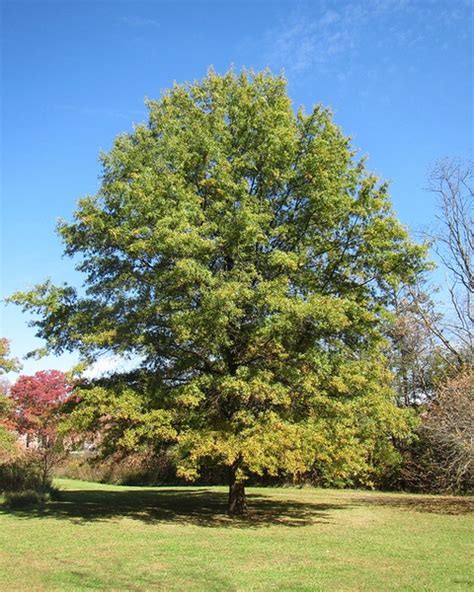 quercus phellos oaks willow oak north carolina extension gardener