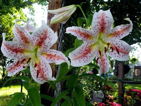 Каталог лилий, сорта лилий,Lilium catalog