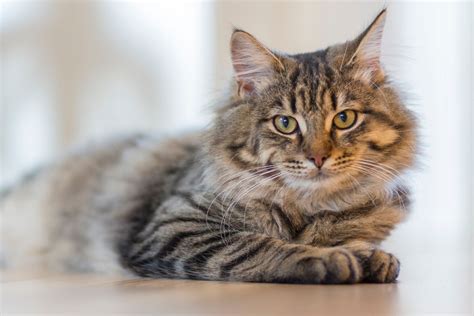 Benefits Of Mobile Cat Grooming Lucky Dawg Salon Grooming In California