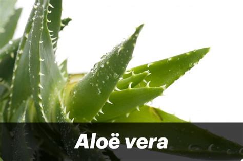 Aloë vera Aloë Ferox miller Aloe Barbadensis miller echte aloï